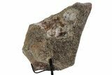 Fossil Sauropod Vertebra Section with Metal Stand - Colorado #363657-2